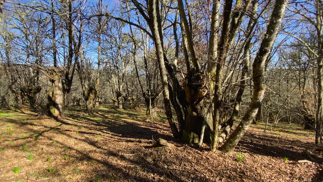 Pan across understory canopy of native oak and chestnut trees casting shadows of branches on ground