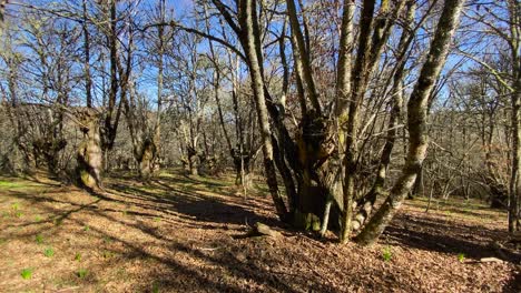 pan across understory canopy of native oak and chestnut trees casting shadows of branches on ground