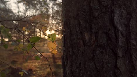 golden hour sunbeams through autumn leaves