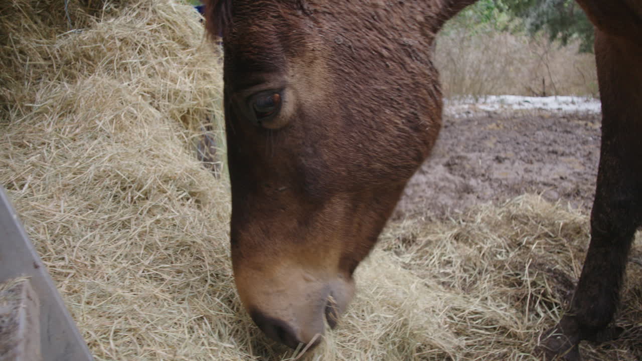 Grande cavallo marrone che mangia fieno in un ranch