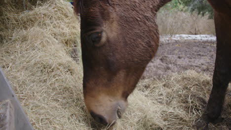 gran caballo marrón comiendo heno en el rancho de la granja