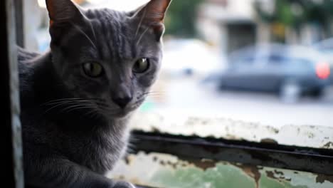a majestic grey cat with striking green eyes observing the world from a window, captured in two frames illustrating curiosity and serenity in a suburban setting