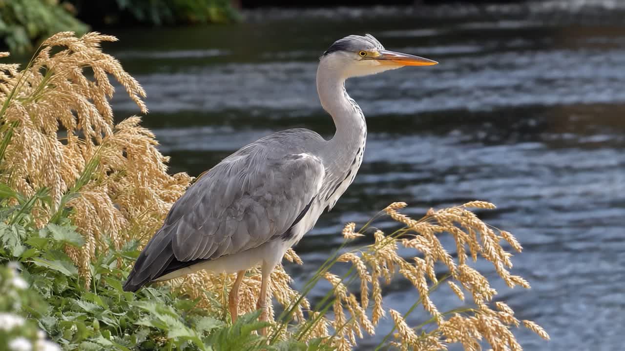 A Majestic Gray Heron Stands Gracefully Amidst Lush Greenery and Golden Grasses by the Serene Waterside, Showcasing Nature's Beauty and Tranquility