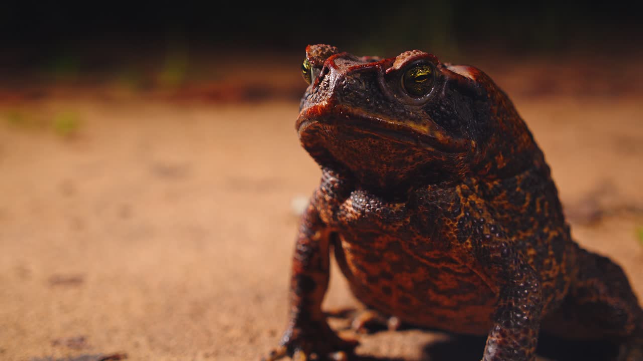 Textured skin cane toad showing its bulging eyes and wide mouth closeup as it sits calmly in Peru’s Amazon rainforest.
