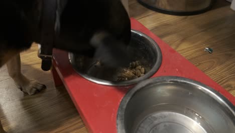 a rat terrier eating from her food bowl