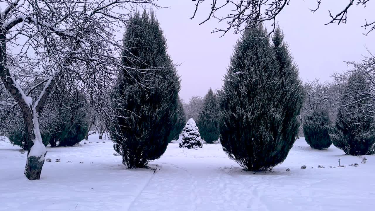 Snowfall and trees under the snow