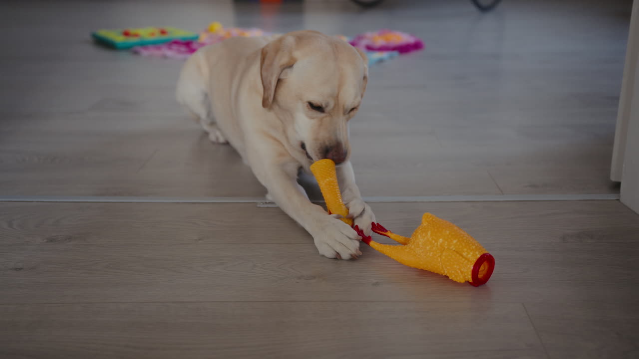 귀여운 라브라도르 강아지가 그녀의 장난감을 물고 파괴하고 있습니다.