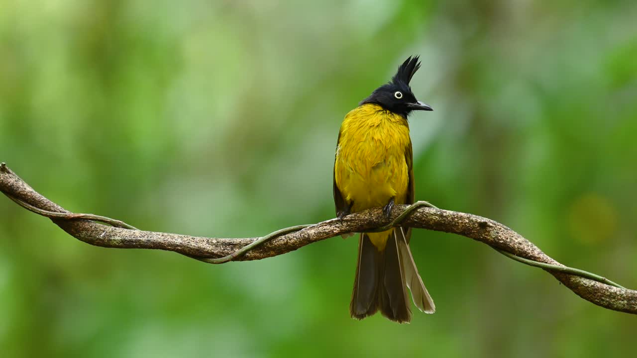 bulbul de cresta negra, pycnonotus flaviventris, encaramado en una enredadera mirando hacia el frente mientras canta, luego mira a su izquierda y despega