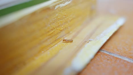 detail closeup of single termite eating wood furniture indoor house problem