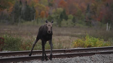 baby moose calf crossing train tracks, fall colours in background