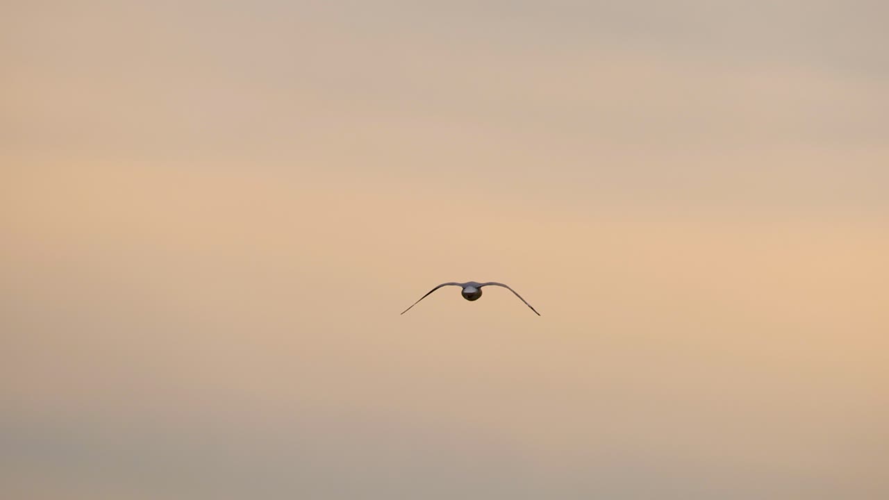 Seagull in Flight at Sunrise/Sunset
