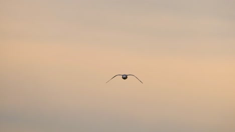 seagull in flight at sunrise/sunset