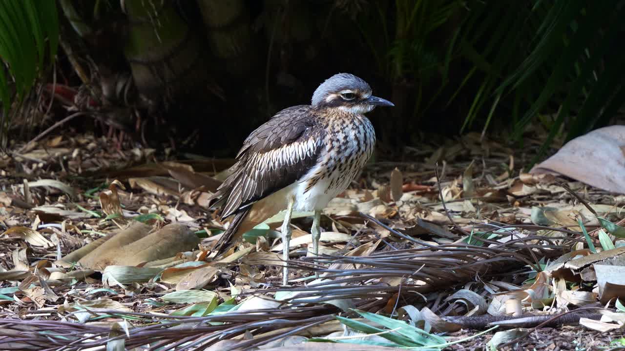 nocturno que vive en el suelo, el burhinus grallarius, se mantiene inmóvil en el tierra, durmiendo y descansando durante el día en el parque, en primer plano