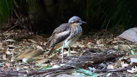 Nocturnal-ground-dwelling-bush-stone-curlew,-burhinus-grallarius-stand-motionless-on-the-ground,-sleeping-and-resting-during-the-day-in-the-park,-close-up-shot