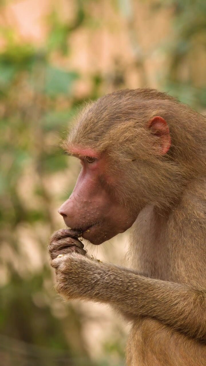A profile view of a Hamadryas baboon sitting and eating food in natural daylight