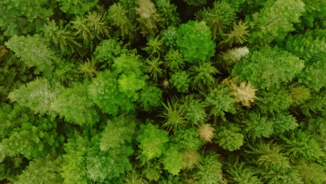 Vertical-drone-shot,-moving-forward,-of-pine-trees-seen-from-above-and-from-a-low-height-which-makes-the-perspective-somewhat-unusual