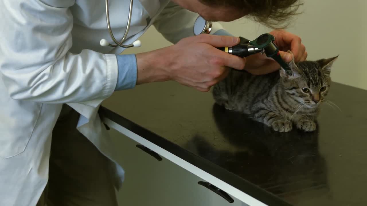 Vet examining little kitten in his office