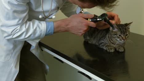 vet examining little kitten in his office