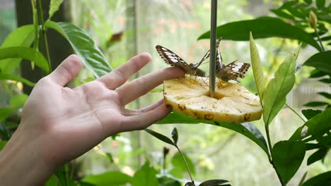 mariposa completa descansando en la fruta de la piña en el tiempo de verano