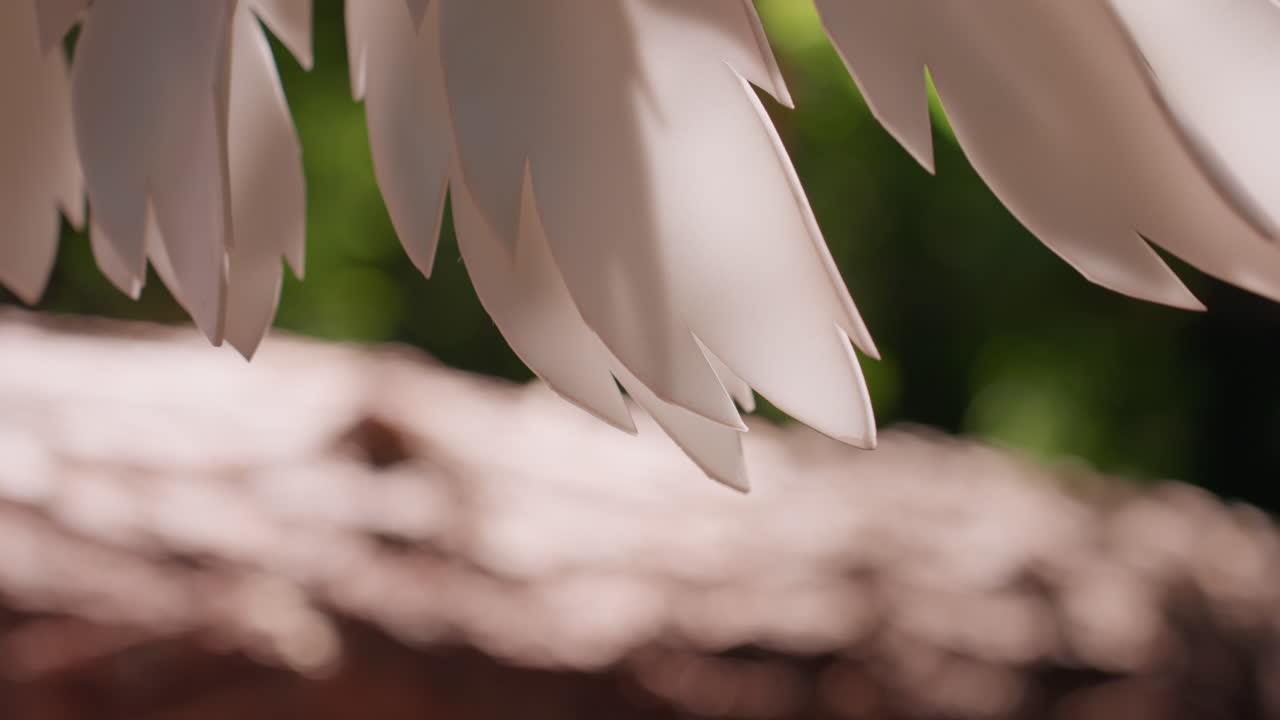 Extreme close up of fairy gods wing glowing softly as sunlight falls on wooden surface with blurred bokeh background, showing delicate feather details, magical texture