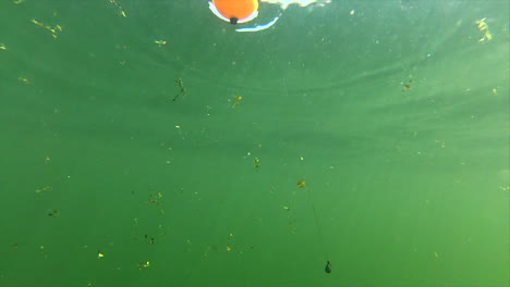 baited sucker fish swimming around underwater