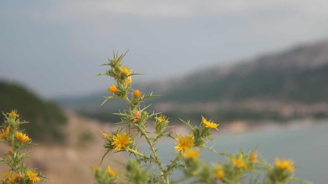 Spiky yellow wild flower moving in the wind in front of blurred bay surrounded by hills and mountians