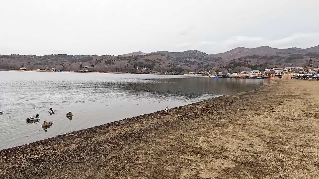 Ducks swim and interact along the shore of Lake Kawaguchiko, Japan, under overcast skies, with distant mountains in the background