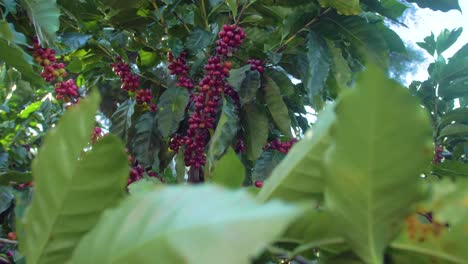 a coffee plant filled with red ripe coffee beans fruit in a windy field