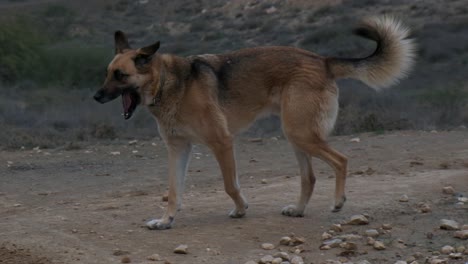 mongrel dog expressing its tiredness by yawning