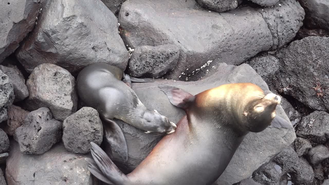 A baby sealion tries to eat from his mother