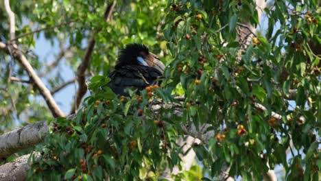 Preening to clean its feathers, a female Wreathed Hornbill Rhyticeros undulatus is perched on a fruiting tree.