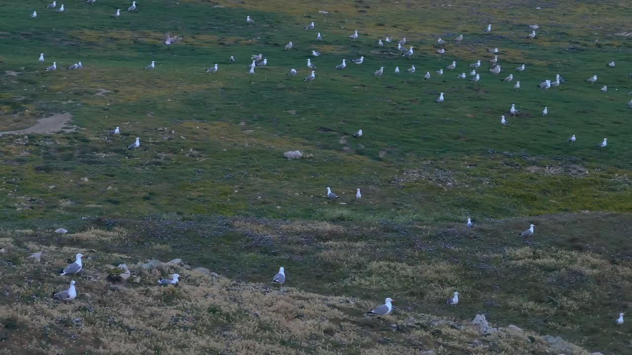 Flock of Seagulls on a Grassy Cliffside