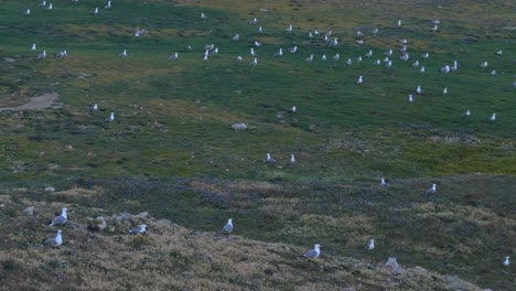 flock of seagulls on a grassy cliffside