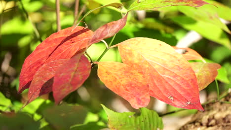 las hojas del arbusto de primer plano se volvieron amarillas y rojas en otoño