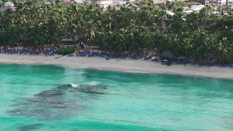 drone view of scenery bayahibe beach during sunny day, where people enjoys vacation on clear caribbean sea shore in dominican republic