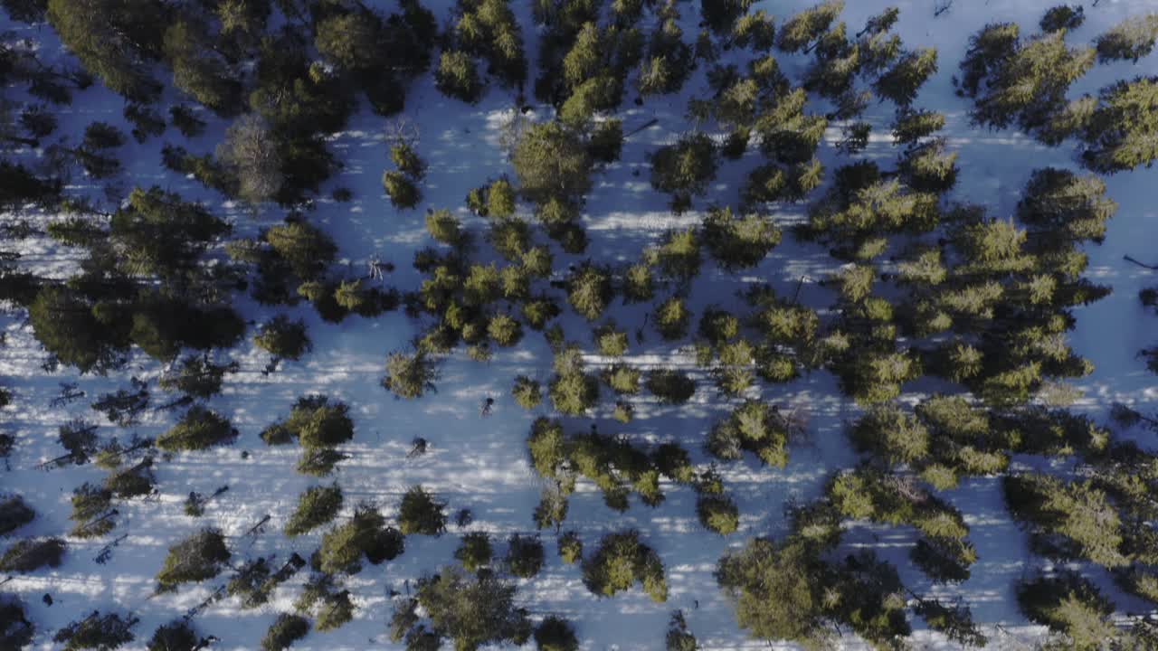 冬の風景の木の頂上 ⁇ 田舎の山