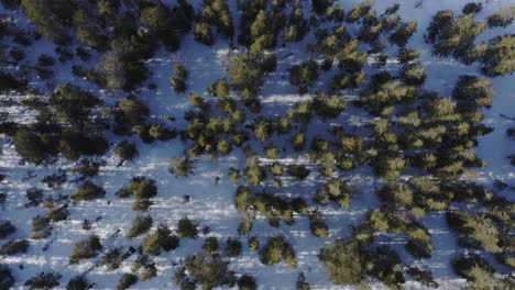 treetops on a winter landscape rural mountains