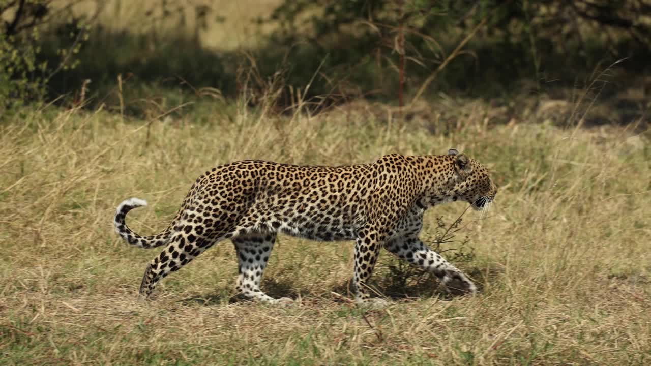 ágil leopardo caminando a través de hierba verde y dorada en khwai, botswana