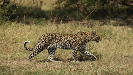 lithe leopard walking through green and gold grass in khwai, botswana