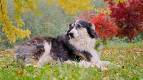 adult australian shepherd lying in the yard in the fall