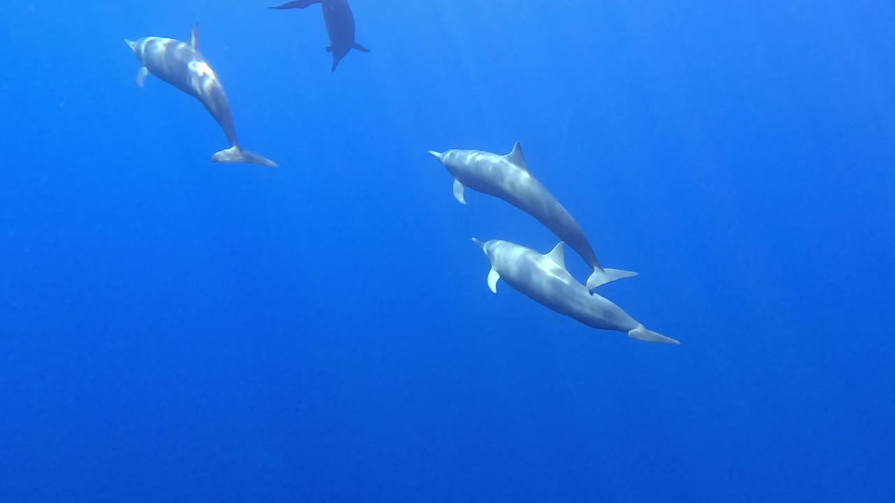 pequeño grupo de delfines giradores, tiro de espaldas, mazunte, oaxaca, méxico, cámara lenta