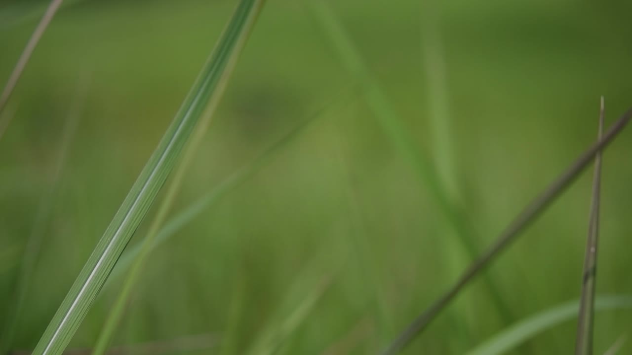 una hierba perenne originaria de asia tropical y subtropical y también introducida en varios países