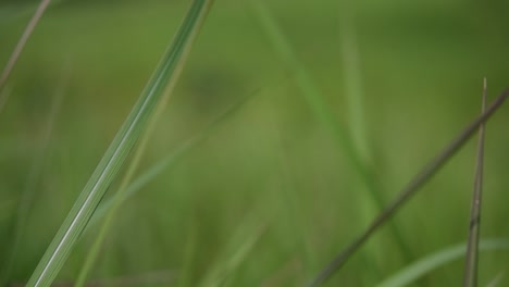 Una-Hierba-Perenne-Originaria-De-Asia-Tropical-Y-Subtropical-Y-También-Introducida-En-Varios-Países