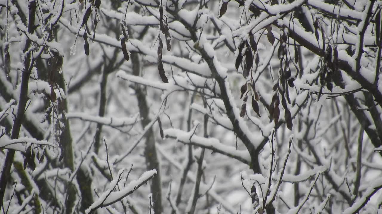 nevica sulla foresta durante le vacanze