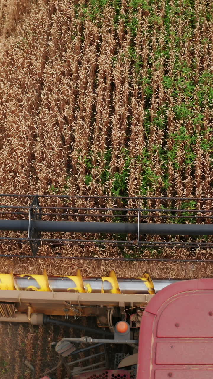 Combine harvester front moves along the wheat field. Mower rotating and cutting dry crops. Top view. Vertical video