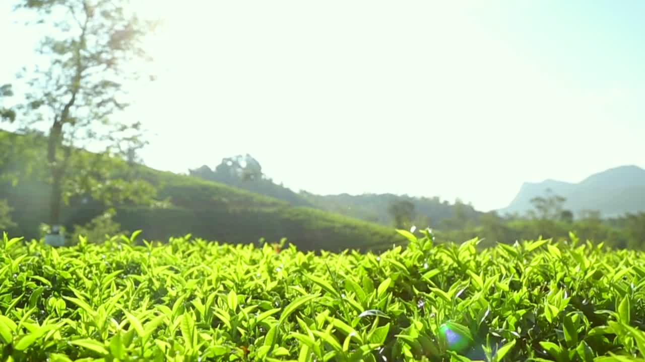 スリランカの茶園産業、輸出農業、緑茶の葉、茶の木、クローズアップ風景、手摘み、茶摘み
