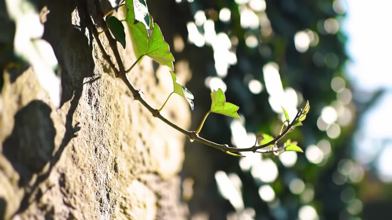 A Close-Up View of Ivy Climbing a Stone Wall, Capturing the Interplay of Natural Greenery Against Textured Surfaces in Beautiful Light