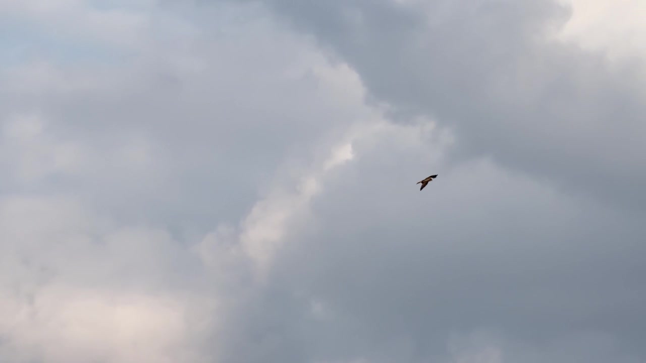 A black kite raptor glides across a cloudy sky with natural lighting in Kanazawa, Japan.