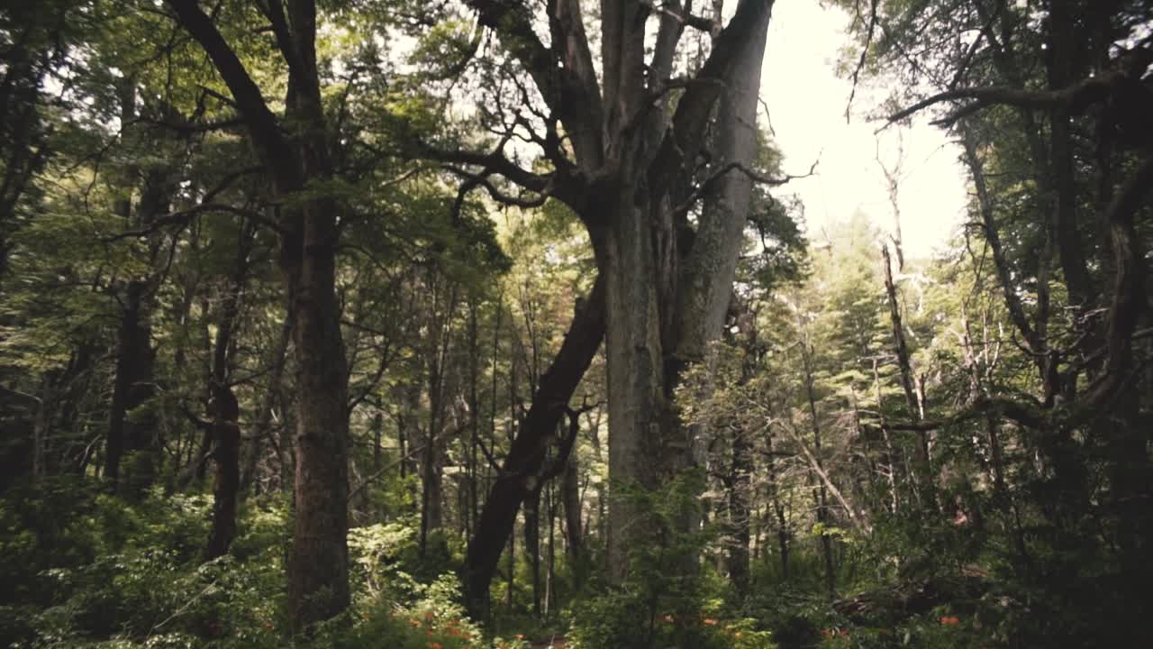 molto vicino di una vecchia corteccia di albero