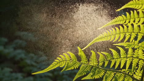 fern with seed dispersal
